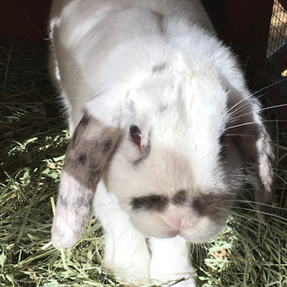 Meet your Posher, Bo